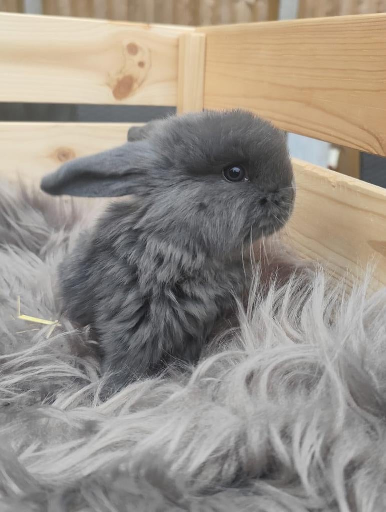 Franse hangoor, Dieren en Toebehoren, Konijnen, Mannelijk, Groot, Hangoor, 0 tot 2 jaar