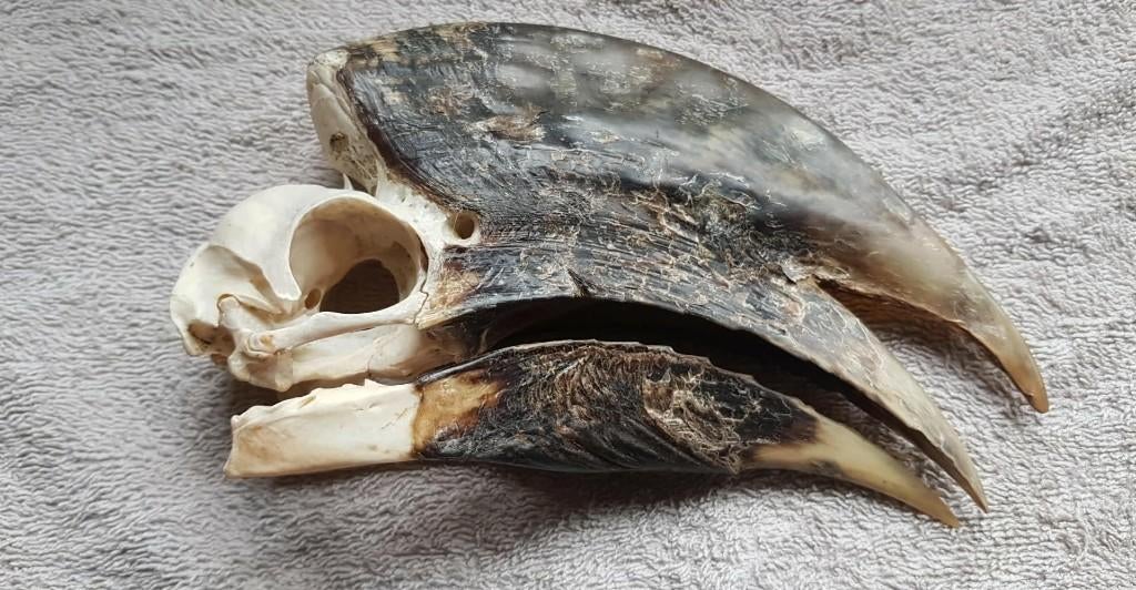 schedel neushoornvogel, Ophalen of Verzenden, Gebruikt, Vogel, Schedel