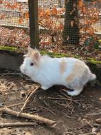 4 dwergkonijnen, Dieren en Toebehoren, Konijnen