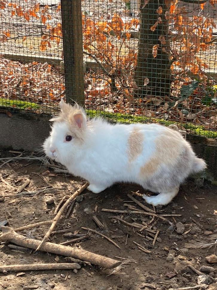 4 dwergkonijnen, Dieren en Toebehoren, Konijnen