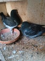 Koppel jongen king duiven 25 voor de 2, Animaux & Accessoires