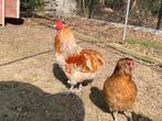 Araucana koppel, Dieren en Toebehoren, Pluimvee, Meerdere dieren, Kip