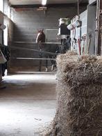 Paarden stallen  te huur, Dieren en Toebehoren, Stalling en Weidegang
