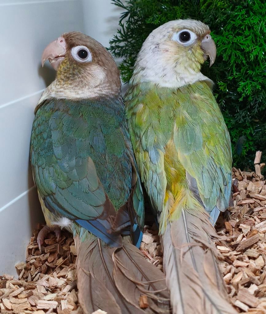 Couple de pyrrhura violet reproducteur, Animaux & Accessoires, Oiseaux | Perruches & Perroquets, Perruche, Plusieurs animaux, Bagué