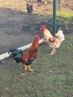 Haantjes, Dieren en Toebehoren, Pluimvee