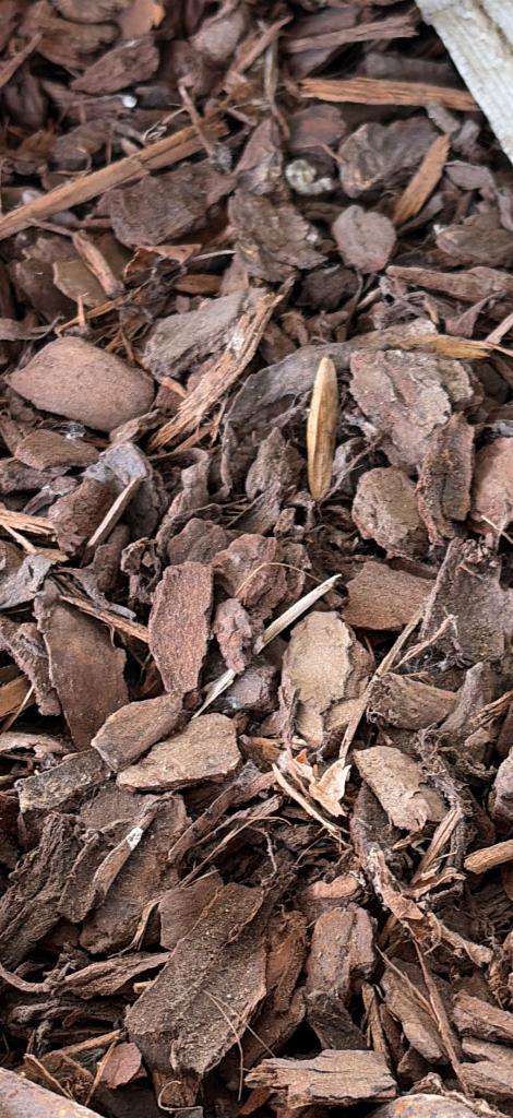 Copeaux, Jardin & Terrasse, Terre & Fumier, Écorce de pin, Enlèvement