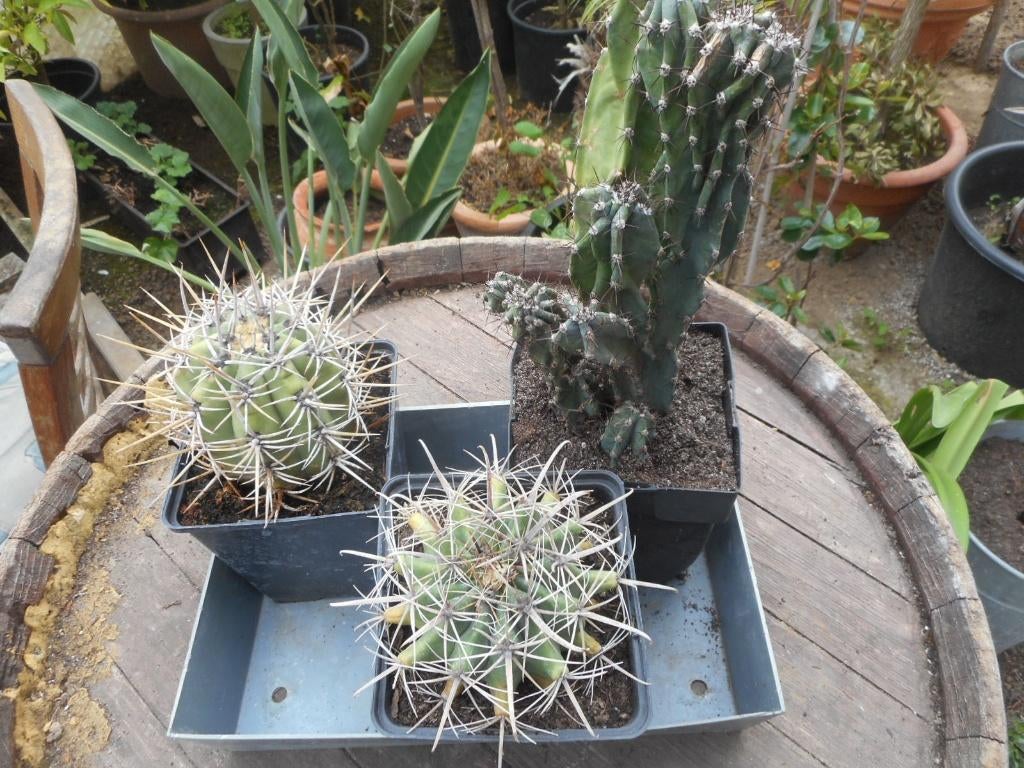 plantes, Jardin & Terrasse, Plein soleil, Été, Plante fixe, Enlèvement ou Envoi