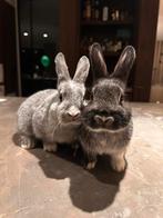 Schattige babykonijntjes zoeken een leuke thuis, Dieren en Toebehoren, Konijnen, Geslacht onbekend, Middelgroot, 0 tot 2 jaar
