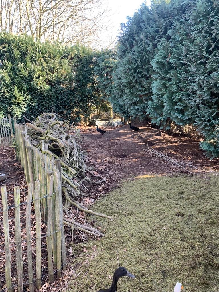 Loopeenden, Dieren en Toebehoren