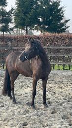 Mooie welshpony merrie