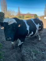 TE KOOP: dekstier, Mâle, 3 à 6 ans