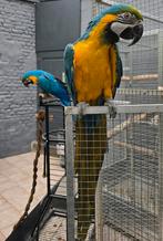 Femelle ara ararauna apprivoisée, Femelle