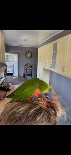 Koppel loris  van de blauwe bergen, Ophalen, Overige typen