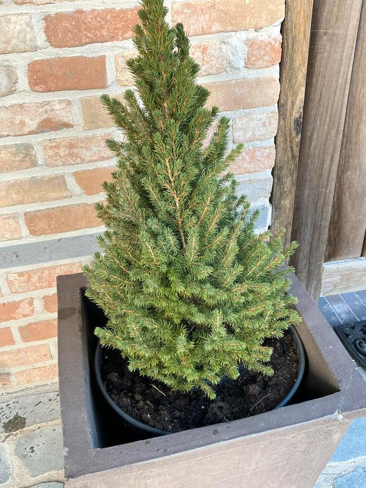 2 boompjes, Tuin en Terras, Planten | Tuinplanten, Ophalen