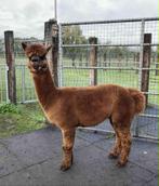Bruine alpaca hengst stamboek, Dieren en Toebehoren, Schapen, Geiten en Varkens, Mannelijk, 3 tot 5 jaar
