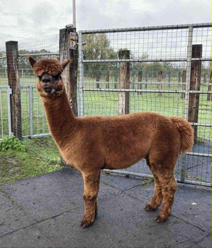 Bruine alpaca hengst stamboek, Dieren en Toebehoren, Schapen, Geiten en Varkens, Mannelijk, 3 tot 5 jaar