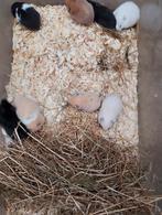 Hamsters, Dieren en Toebehoren, Knaagdieren, Hamster, Februari, Meerdere dieren, Tam