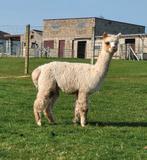 Leuk appaloosa merrietje, Juni, Vrouwelijk