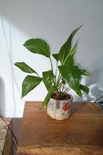 Plante avec une belle plante en pot/cuillère, Enlèvement