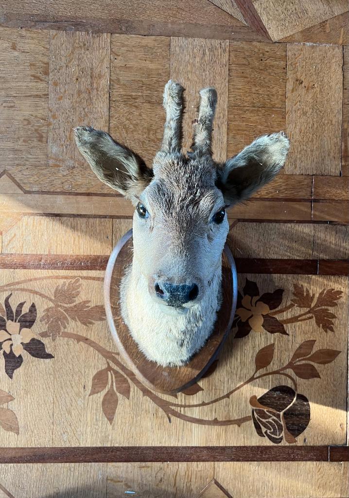 Trophée de chasse chevreuil, Antiquités & Art, Curiosités & Brocante, Enlèvement