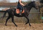 Mare so 13 jaar, Dieren en Toebehoren, Paarden, Merrie, L, 11 jaar of ouder, Recreatiepaard