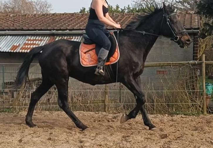 Mare so 13 jaar, Dieren en Toebehoren, Paarden, Merrie, L, 165 tot 170 cm, 11 jaar of ouder, Recreatiepaard