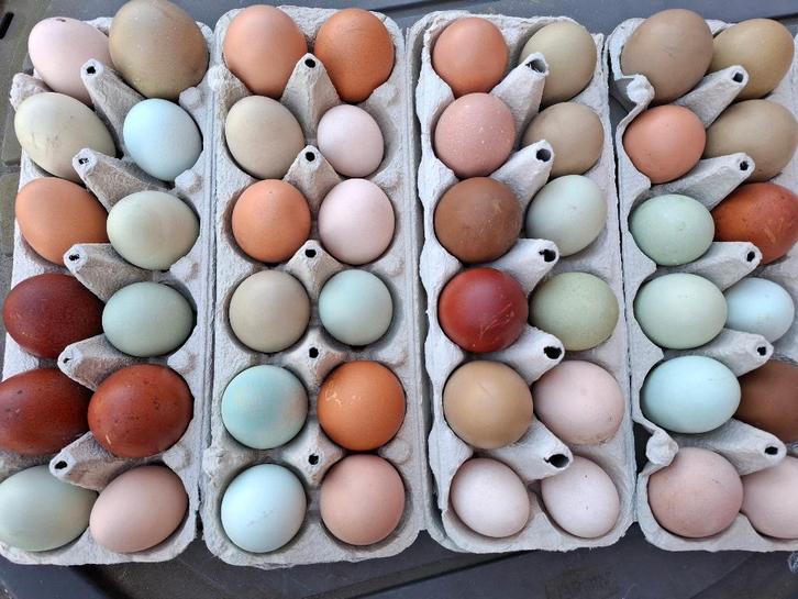 Broedeieren, Dieren en Toebehoren, Pluimvee, Kip, Geslacht onbekend