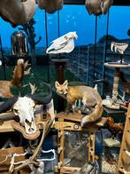 Jacht trofee te koop, Ophalen