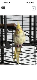 Valkparkiet, Dieren en Toebehoren