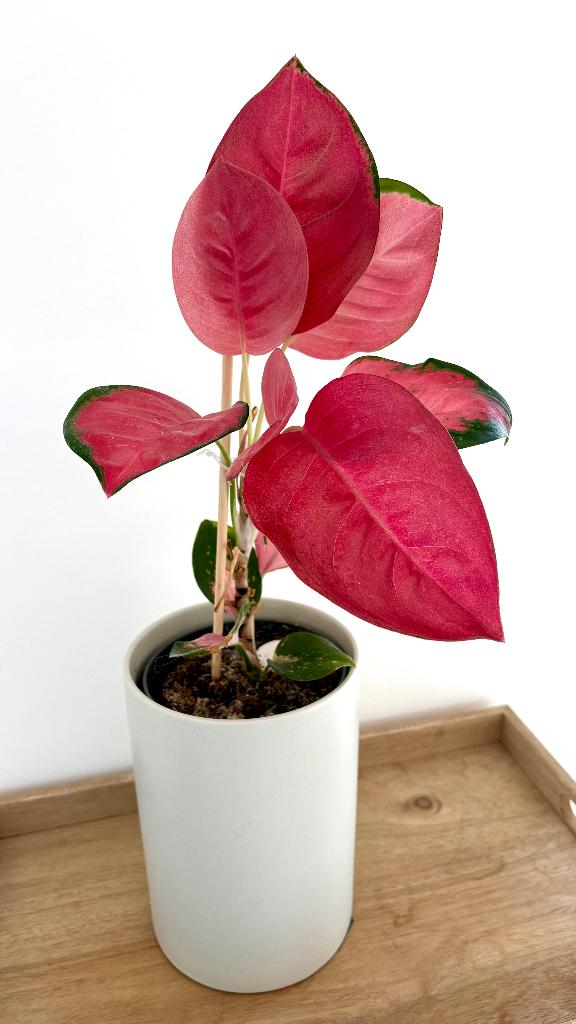 Aglaonema Flamingo avec cache-pot céramique (50 cm), Maison & Meubles, Plantes d'intérieur, Autres espèces, En pot, Moins de 100 cm