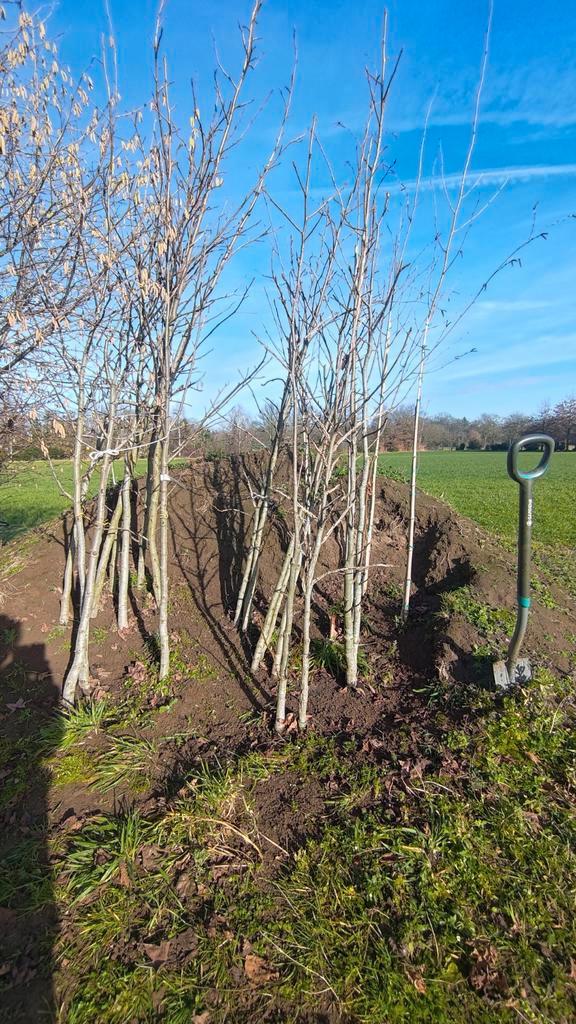 Bomen en struiken te koop., Tuin en Terras, Planten | Bomen, In pot, Ophalen