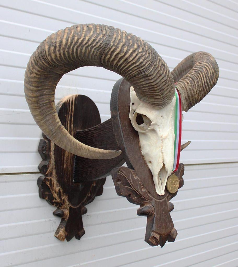 Schedel Hongaarse MOEFLON RAM op dubbel houten schild, Enlèvement ou Envoi, Utilisé, Animal sauvage, Crâne