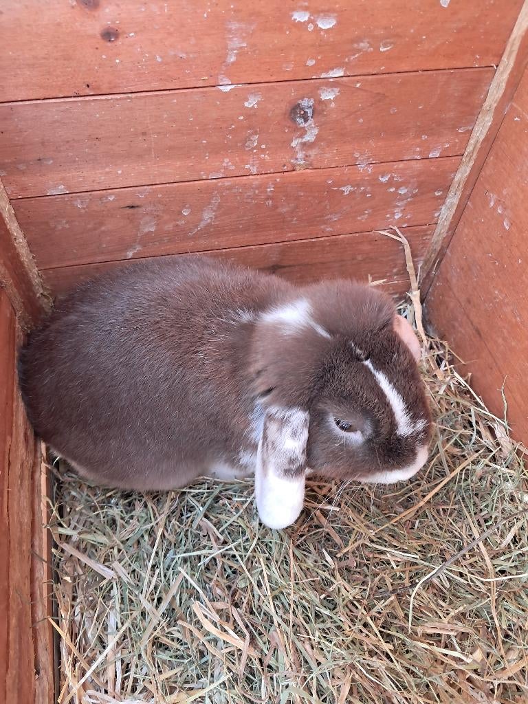 Dwergkonijn, Mâle, Nain, Oreilles tombantes, 0 à 2 ans