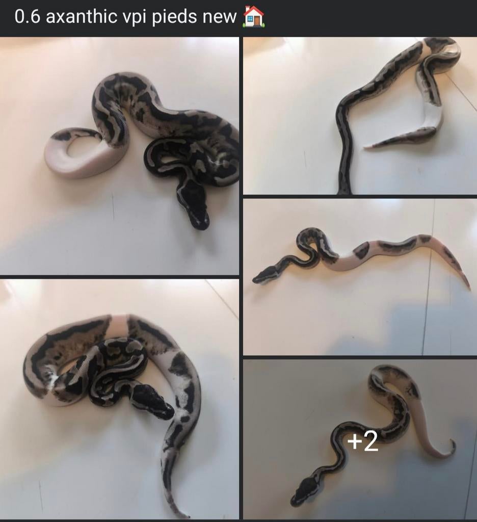 0.1 axanthic vpi pied 2025