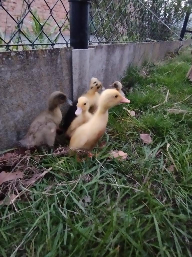 Loopeend kuikentjes, Meerdere dieren, Eend
