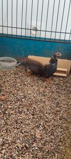 Cailles de chine avec cage