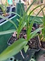 Daglelie ' Stella d'oro ' p9, Ophalen