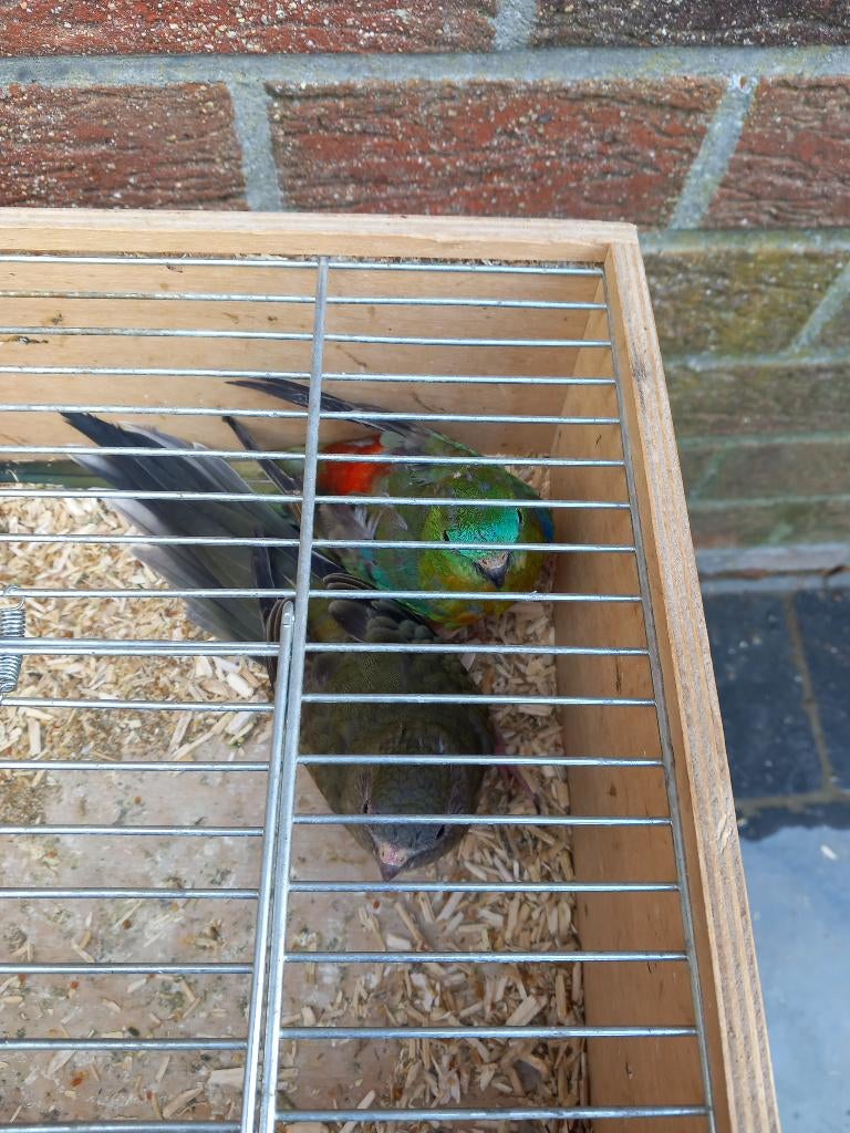 Koppel roodruggen parkieten, Dieren en Toebehoren, Meerdere dieren, Parkiet, Geringd