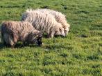 Dwerg schaapjes, Dieren en Toebehoren, Vrouwelijk, Schaap, 0 tot 2 jaar
