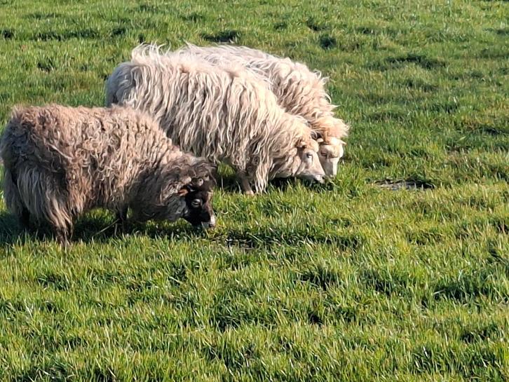 Dwerg schaapjes, Dieren en Toebehoren, Schapen, Geiten en Varkens, Schaap, Vrouwelijk, 0 tot 2 jaar