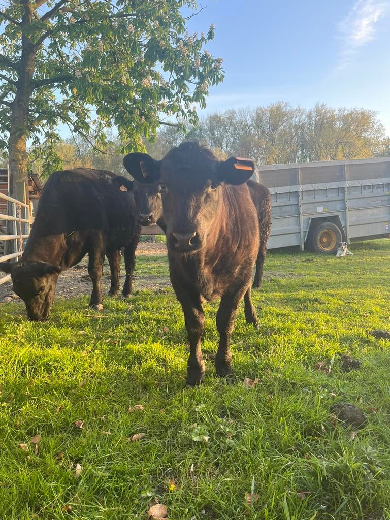 Vaars black angus, Dieren en Toebehoren, Runderen, Vrouwelijk, 0 tot 2 jaar