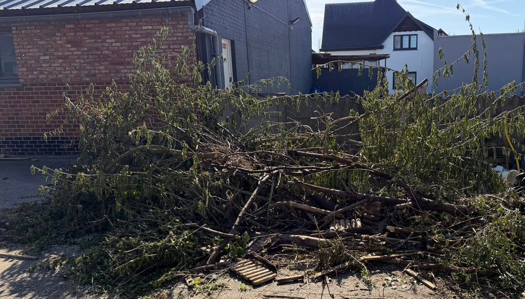 Hout gratis, Enlèvement