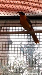 Sneeuwkruin tapuit man, Bagué