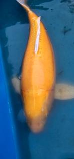 Japoense Koi Doitsu, Dieren en Toebehoren, Vissen | Vijvervissen, Karper of Koi