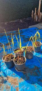 Crocosmia lucifer, Jardin & Terrasse, Autres espèces, Été, Enlèvement, Plante fixe