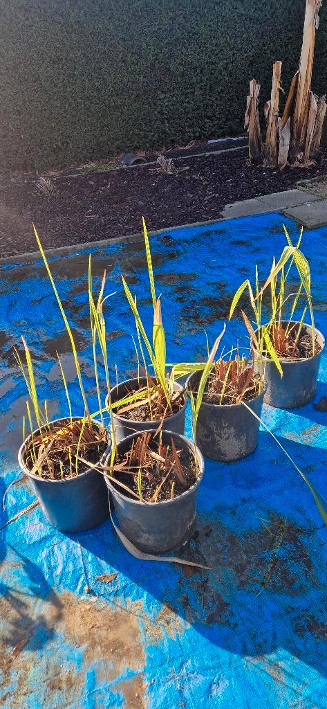 Crocosmia lucifer, Jardin & Terrasse, Plantes | Jardin, Plante fixe, Autres espèces, Mi-ombre, Été, Enlèvement