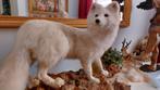 taxidermie opgezette poolvos, Ophalen, Zo goed als nieuw