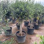 Olijfbomen en palmbomen aan stuntprijzen!, Tuin en Terras, Planten | Bomen, Ophalen of Verzenden