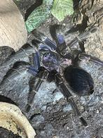 Phormictopus sp. Dominican Purple 8cm (vogelspin), Dieren en Toebehoren, Insecten en Spinnen, Spin of Schorpioen