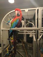 Jonge groenvleugel ara pop te koop/ruil... GOED LEZEN!!!, Geringd